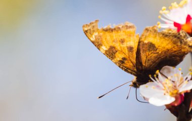 Beyaz çiçek açmış kaplan kelebeği. Metin için boşluk
