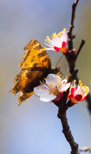 Beyaz Çiçek Açmış Kaplan Kelebeği Metin Için Boşluk — Stok fotoğraf