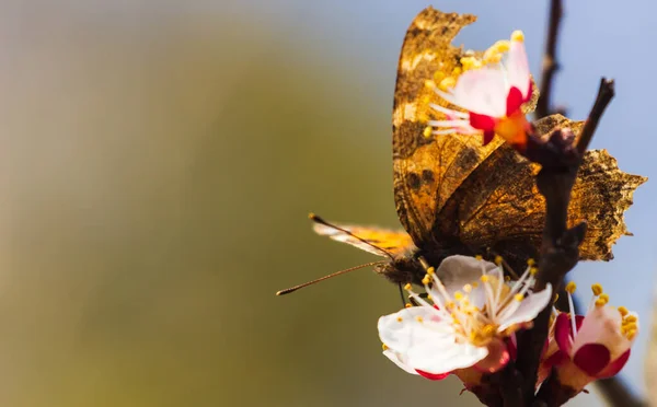 Beyaz Çiçek Açmış Kaplan Kelebeği Metin Için Boşluk — Stok fotoğraf