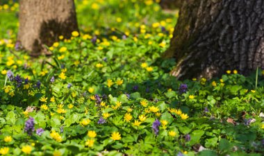 Vahşi ormanda sarı bahar çiçekleri