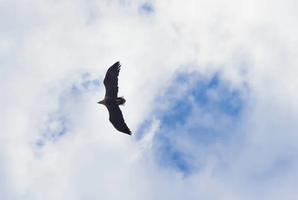 Águia Calva Céu Azul Nublado Natureza — Fotografia de Stock