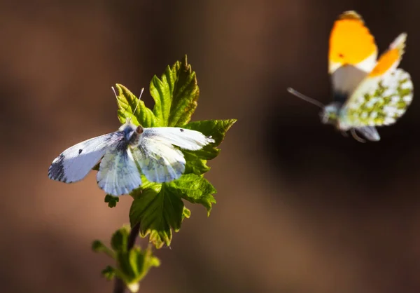 Duas Borboletas Amam Uma Flor Natureza — Fotografia de Stock