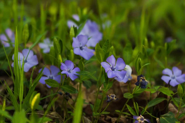 Fiori Non Teneri Forget Fioritura Primavera Con Riflesso Acqua Sfondo — Foto Stock