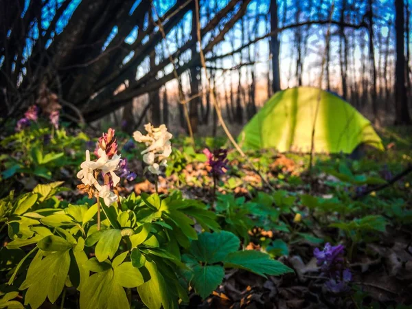Fleurs Matin Dans Forêt Derrière Tente Verte — Photo