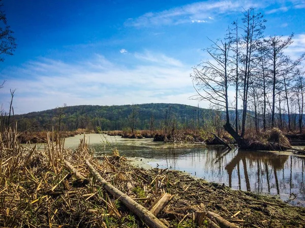 Einfache Sumpflandschaft Mit Sumpfgras Und Moos Vordergrund Kleinem Sumpfteich Und — Stockfoto