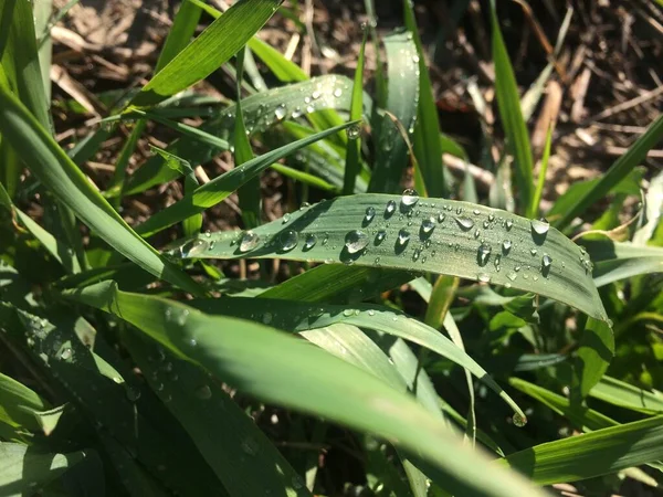 Herbe Verte Fraîche Avec Gouttes Rosée Gros Plan Nature Printemps — Photo