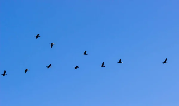 Cormorants Phalacrocorax carbo voando em uma formação V contra o céu nublado. Conceito de migração de aves . — Fotografia de Stock