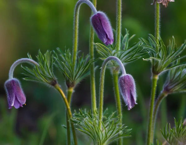 Черная Pulsatilla Весенний Сон Крупным Планом — стоковое фото