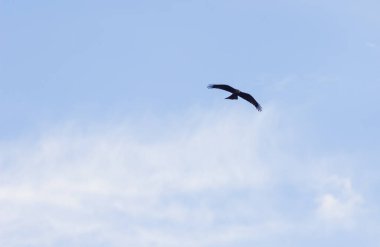 Yetişkin beyaz kuyruklu kartal uçuyor. Mavi gökyüzü arka planı. Bilimsel adı Haliaeetus albicilla, ayrıca ern, erne, gri kartal, Avrasya deniz kartalı ve beyaz kuyruklu deniz kartalı olarak da bilinir..