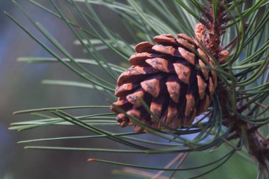 Çam kozalağı ve dallar. Doğa