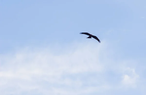 Felnőtt Fehér Farkú Sas Repül Kék Háttér Tudományos Név Haliaeetus — Stock Fotó