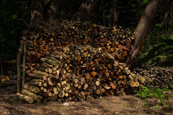 Preparation Firewood Winter Firewood Background Stacks Firewood Forest Pile Firewood — Stock Photo, Image