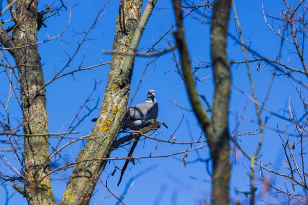 Šedý Kukačka Pták Stromě — Stock fotografie