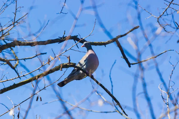 Gray Cuckoo Bird Tree — Stock Photo, Image