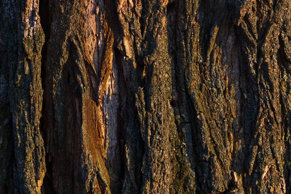 Texture Shot Brown Tree Bark Filling Frame — Stock Photo, Image