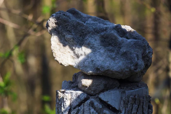 Saltkub Förberedd För Skogsdjur Slicka Skogen Nära Fäladen Säsong För — Stockfoto