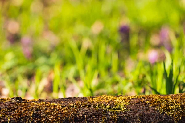 Пустой ствол дерева для отображения монтэгов. Зеленый весенний мягкий фон — стоковое фото