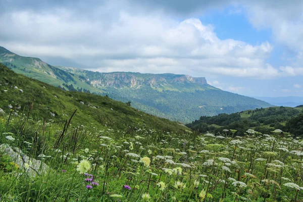 Letní horské květiny z Kavkazu. — Stock fotografie
