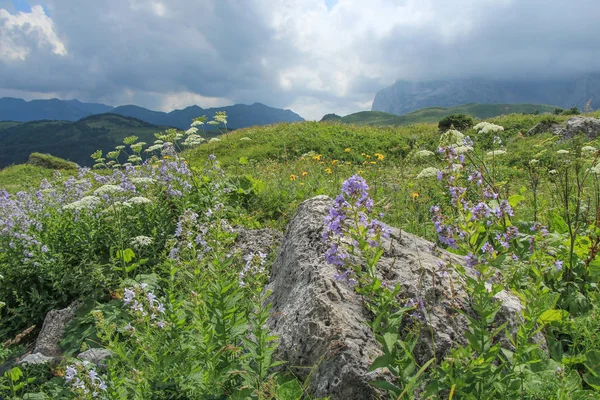 Summer mountain flowers of the Caucasus. — Stock Photo, Image