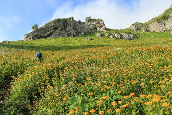 Alpine meadows in the Caucasus — Stock Photo, Image