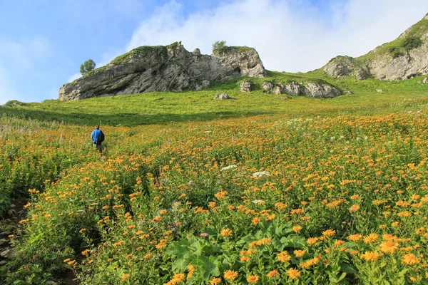 Alpine meadows Kafkasya'da