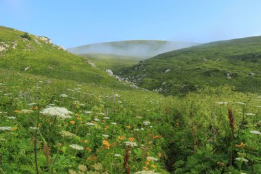 Dağlarda çiçekli bahar