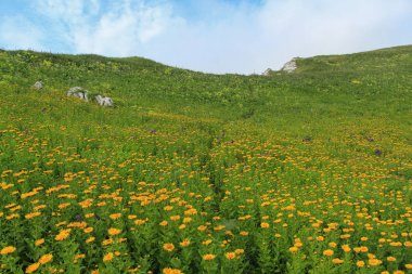 Kafkas Dağları'nda Alpine meadows