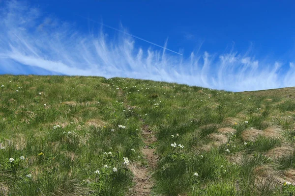 Çiçekli alpine meadows Kafkasya'da