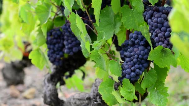 红葡萄品种的葡萄在葡萄园收获前的特写 — 图库视频影像