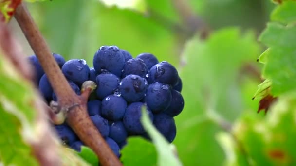 Detailní záběr z červených hroznů révy na vinici před sklizní — Stock video