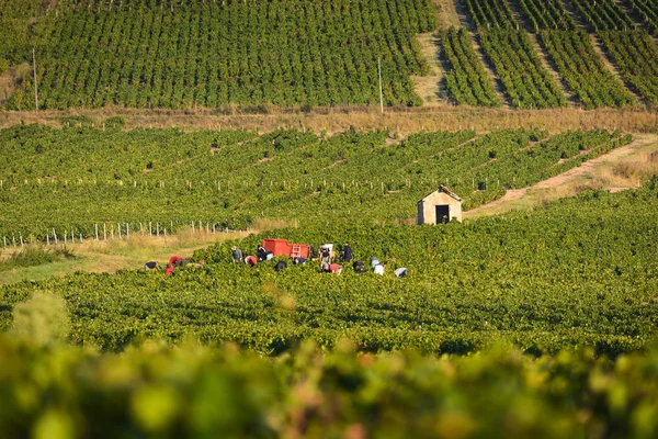 Workers in vineyards of Beaujolais during harvest