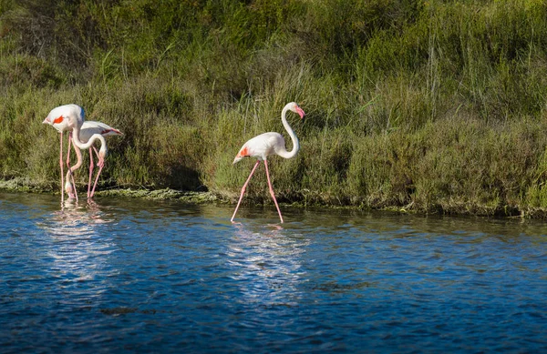 Flamenco rosa en pantano durante un día soleado —  Fotos de Stock