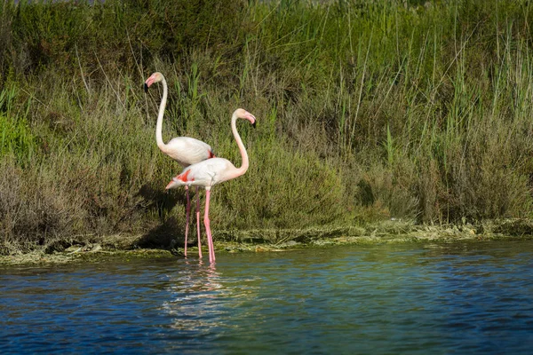 Flamenco rosa en pantano durante un día soleado —  Fotos de Stock