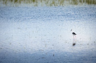 Kuş gölde balık tutma