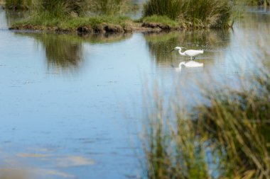 Kuş gölde balık tutma