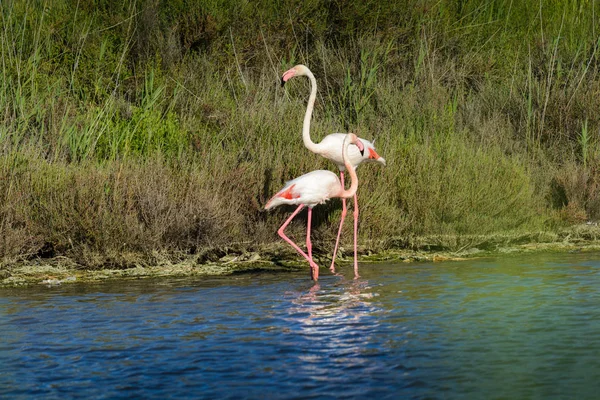 Flamenco rosa en pantano durante un día soleado —  Fotos de Stock