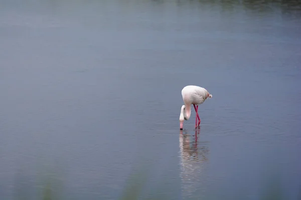 Roze flamingo in moeras — Stockfoto