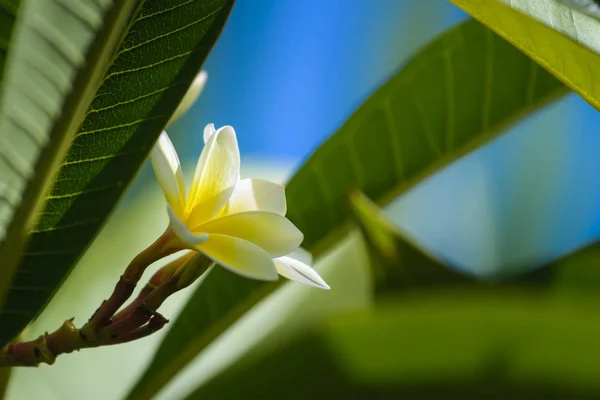 Plumeria или цветы франджинани в природе — стоковое фото