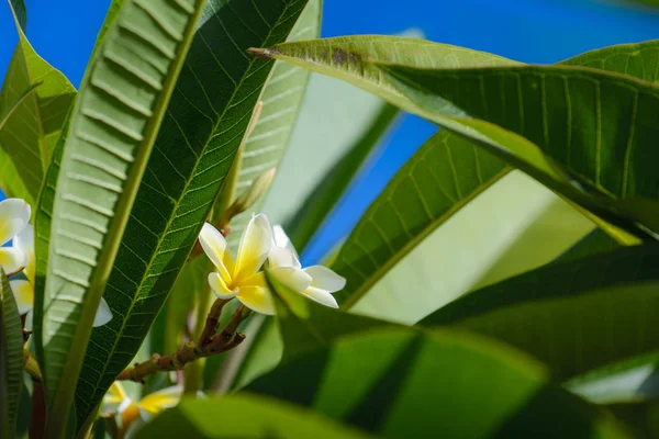 Doğada Plumeria veya franginani çiçek — Stok fotoğraf