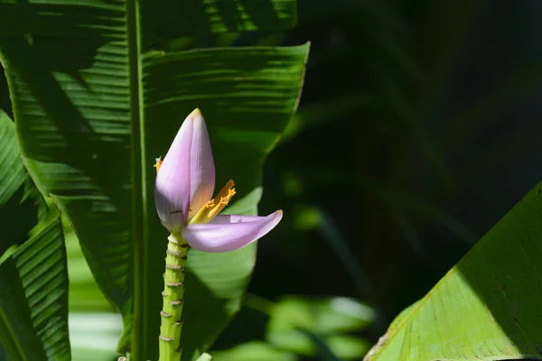 Flor de un plátano en Isla Reunión —  Fotos de Stock