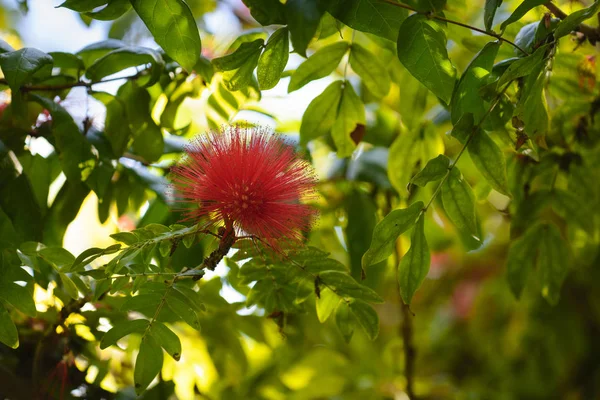 Reunion Adası'nda bahçesinde kırmızı tropikal çiçek — Stok fotoğraf