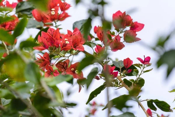 Bougainvillea Çiçek bahçesinde — Stok fotoğraf