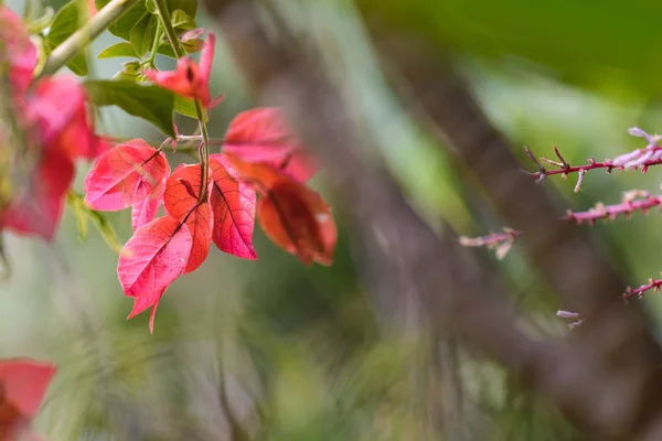 Bougainvillea Çiçek bahçesinde — Stok fotoğraf