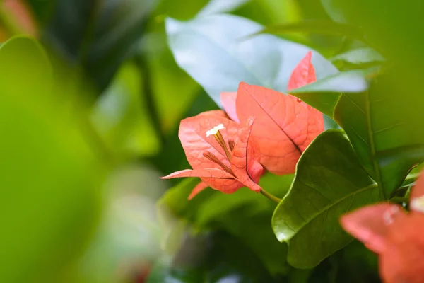 Bougainvillea Çiçek bahçesinde — Stok fotoğraf