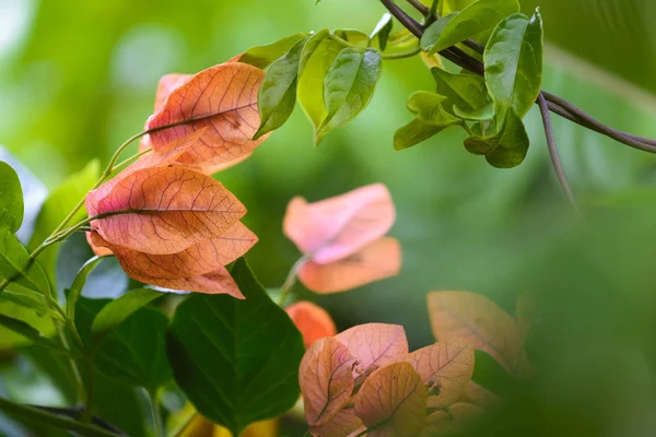 Bougainvillea Çiçek bahçesinde — Stok fotoğraf