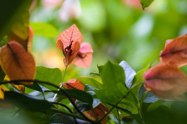 Bougainvillea Çiçek bahçesinde — Stok fotoğraf