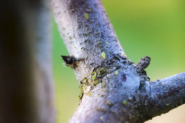 Colônia Pulgões Verdes Galho Árvore — Fotografia de Stock