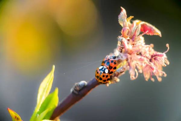 Coccinelles Rouges Dans Jardin Sur Branche Arbre — Photo