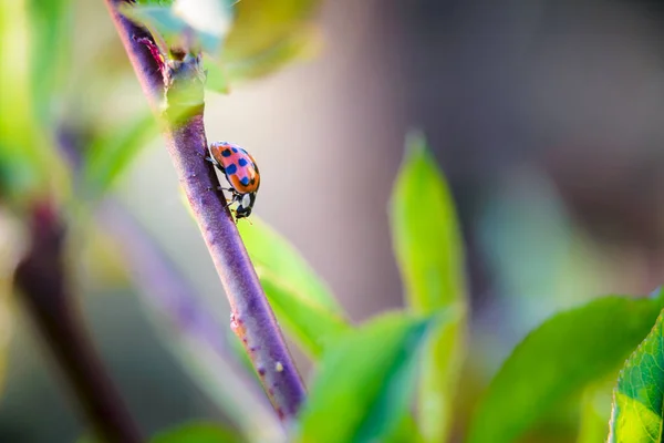 Rote Marienkäfer Garten Auf Ast — Stockfoto