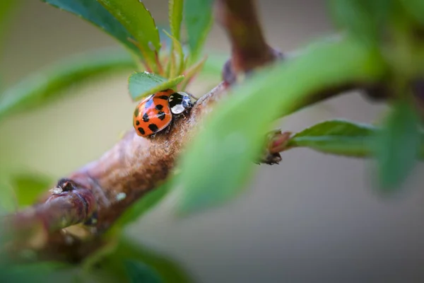 Red Ladybugs Garden Tree Branch — Stock Photo, Image